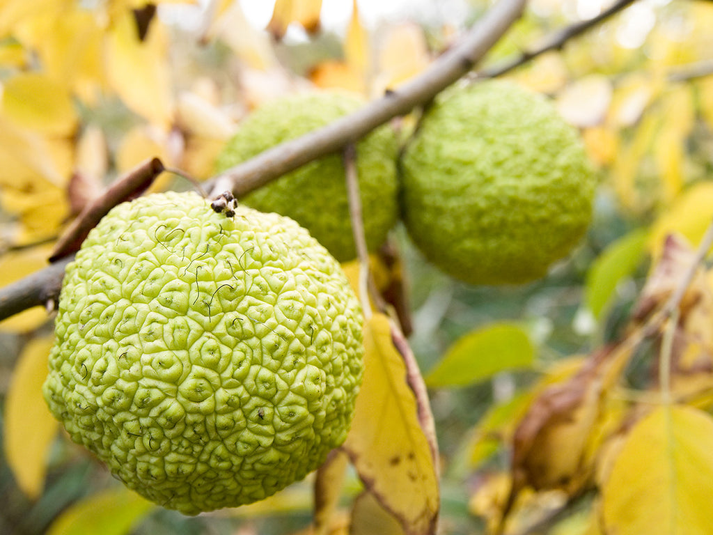 Hedge Apples Thunder Acres