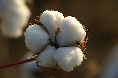 grown cotton