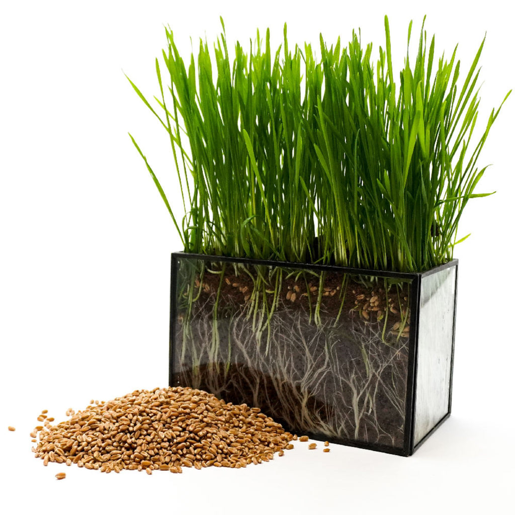 wheat plant seeds Wheat Seed, Cat Grass Wheat Grass – Thunder Acres