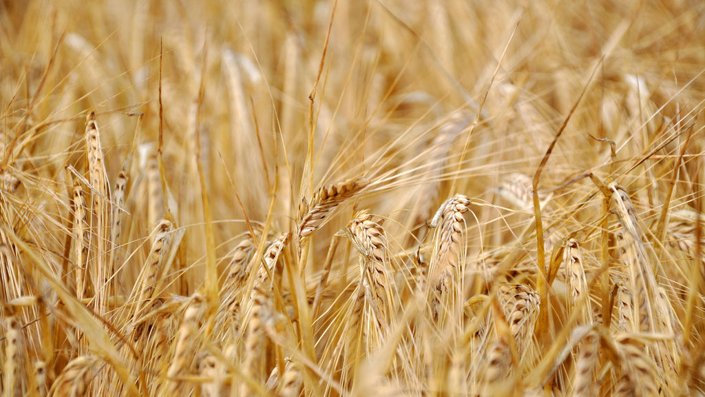 4 Uses for Natural Wheat Straw