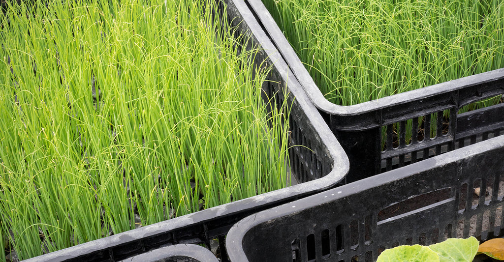 Tips For Growing Wheatgrass Seed