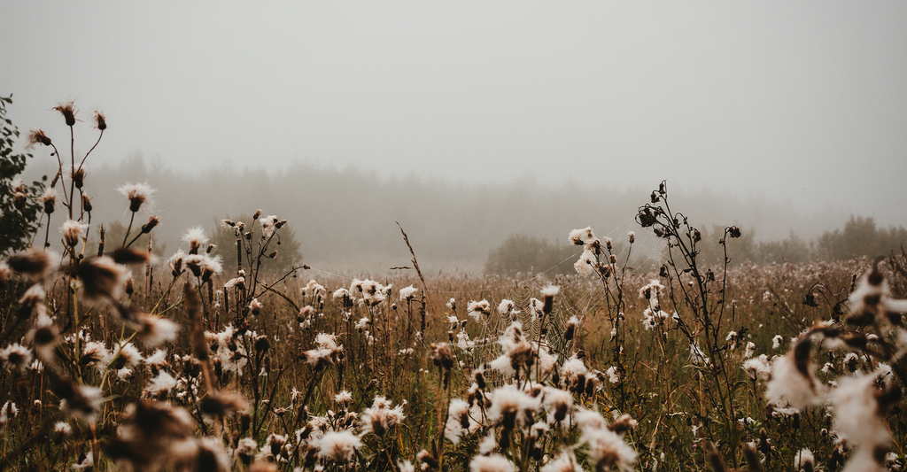 Why is Chemical-Free Cotton Important?