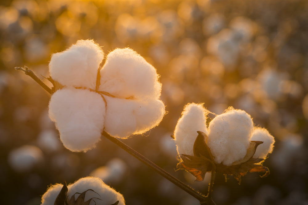 Cotton