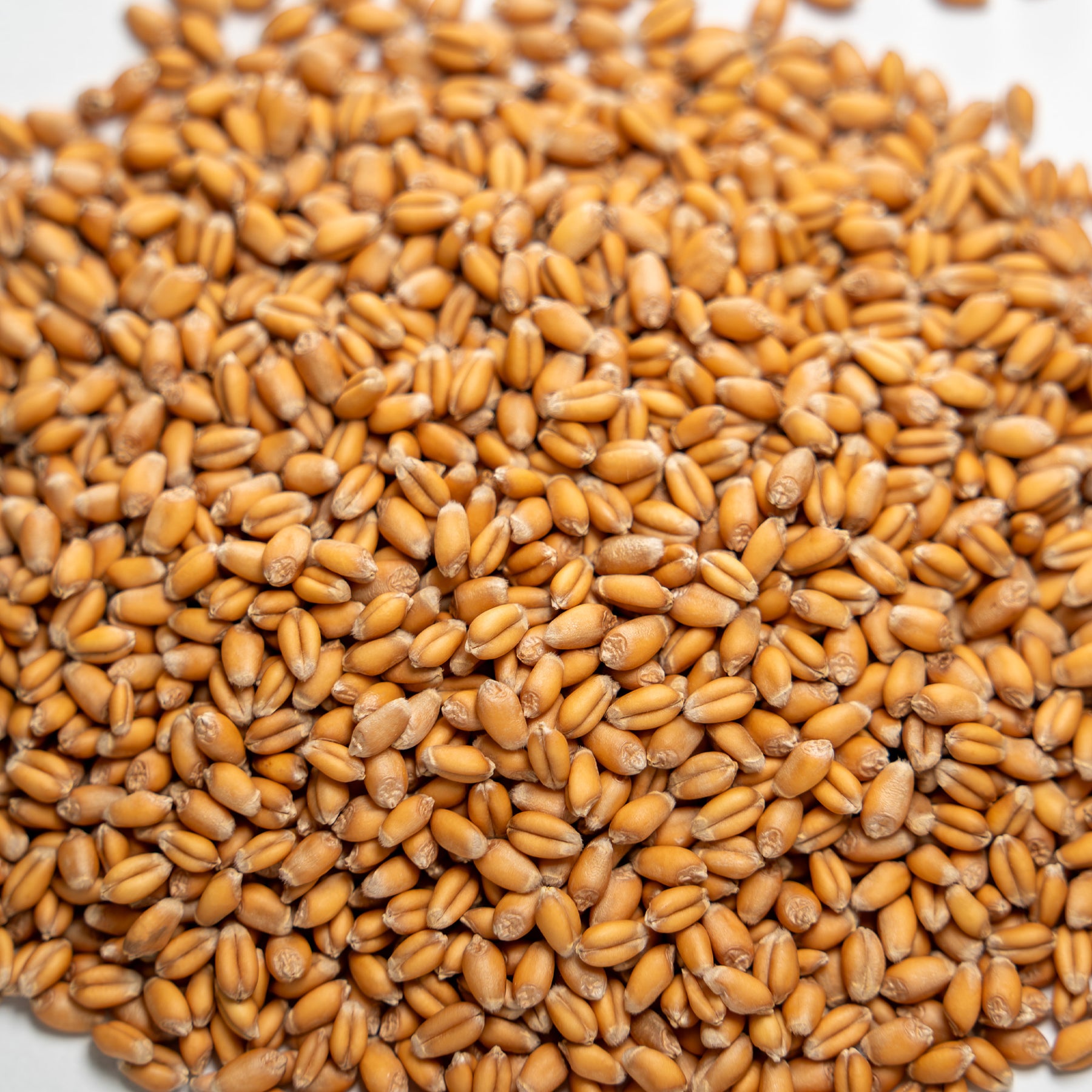 wheat plant seeds Thunder Acres Premium Soft Red Winter Wheat Seed, Wheat Berries 5lb Soft Wheat