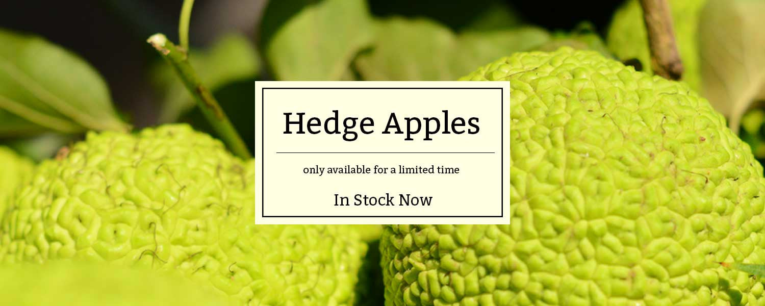 Hedge Apples for sale