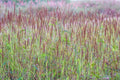 Native Grass Seed Blend - Big Bluestem, Little Bluestem, Indiangrass, RC Big Rock Switchgrass
