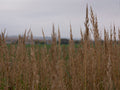 Native Grass Seed Blend - Big Bluestem, Little Bluestem, Indiangrass, RC Big Rock Switchgrass
