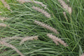 Native Grass Seed Blend - Big Bluestem, Little Bluestem, Indiangrass, RC Big Rock Switchgrass