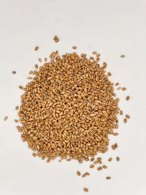 Thunder Acres Premium Soft Red Winter Wheat Seed