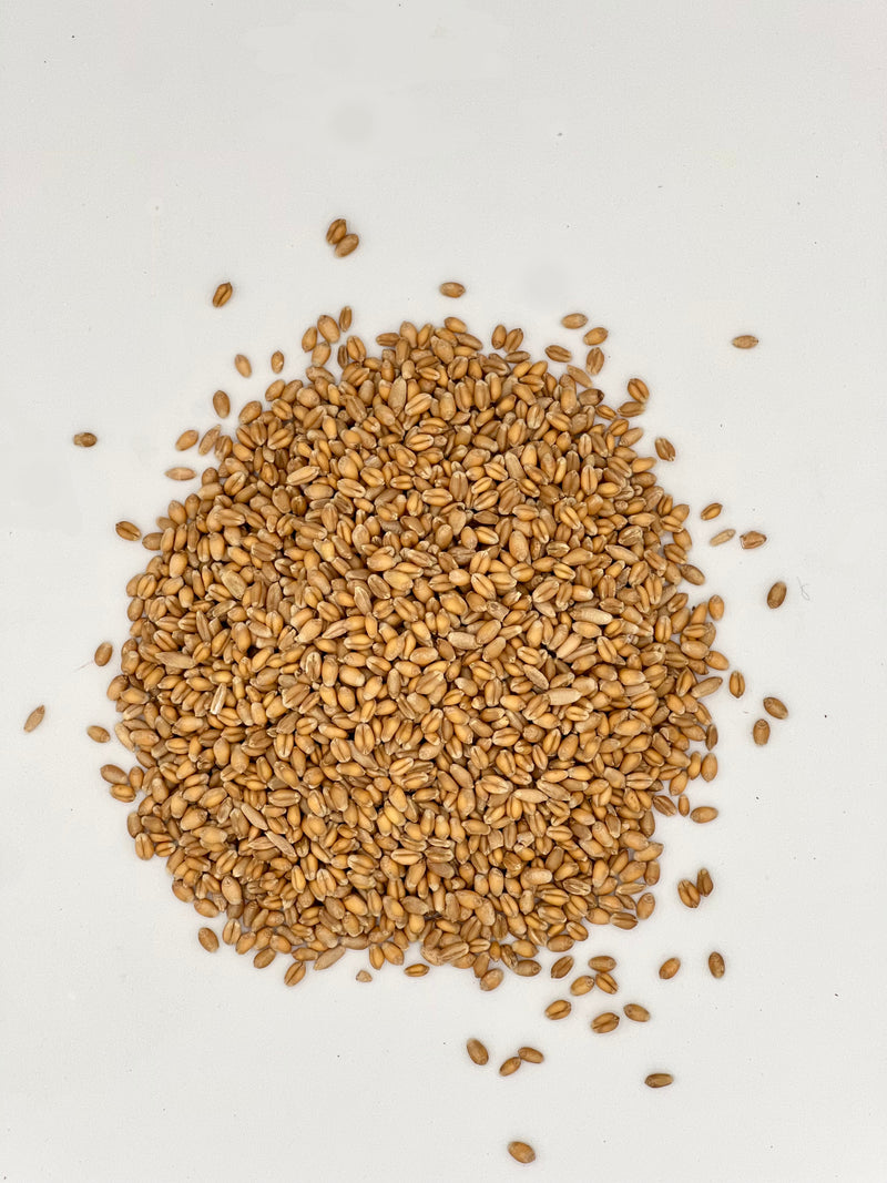 Thunder Acres Premium Soft Red Winter Wheat Seed