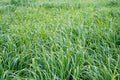 Native Grass Seed Blend - Big Bluestem, Little Bluestem, Indiangrass, RC Big Rock Switchgrass