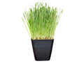 cat grass grow container