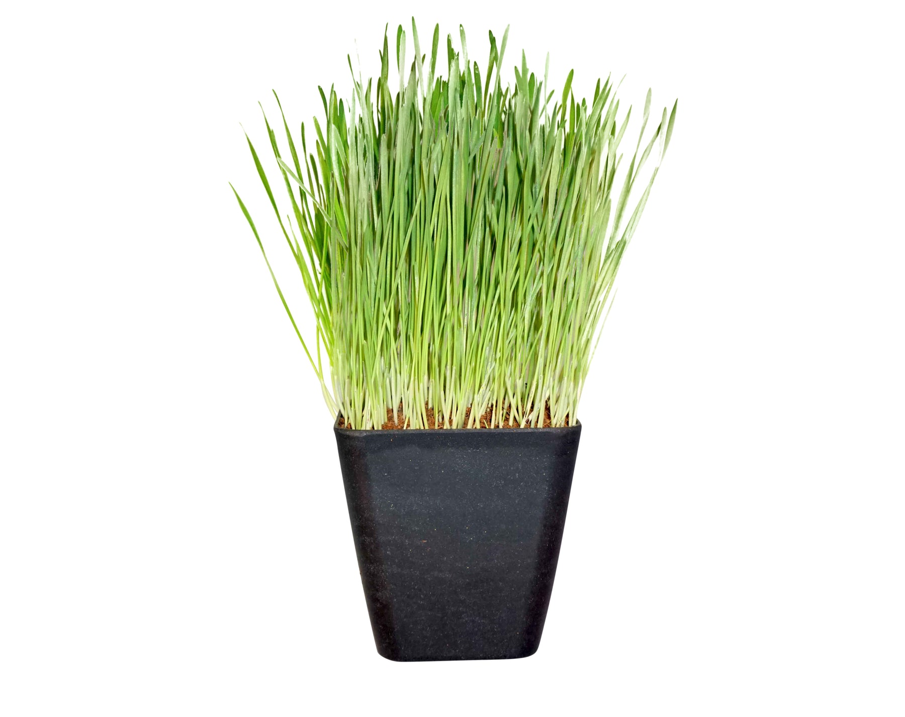 bamboo fibre plant pots Biodegradable Bamboo Fiber Planters Orange / 4