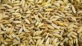 catgrass seed