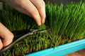 grow containers growing wheat seed