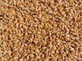 Wheat Seed