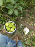 Hedge Apple tree