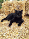 Wheat Straw for cats