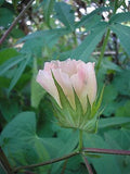 cotton blooming