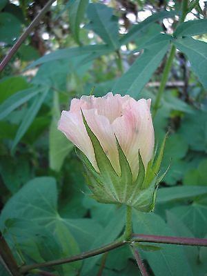 where to buy cotton seeds for planting Pure White Cotton Seed