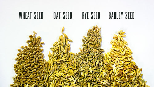 4 Seed Sample Pack - Wheat, Oat, Rye, Barley