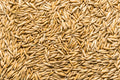 4 Seed Sample Pack - Wheat, Oat, Rye, Barley