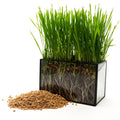 Non -GMO Wheat Seed For Wheatgrass or Catgrass