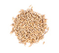 4 Seed Sample Pack - Wheat, Oat, Rye, Barley