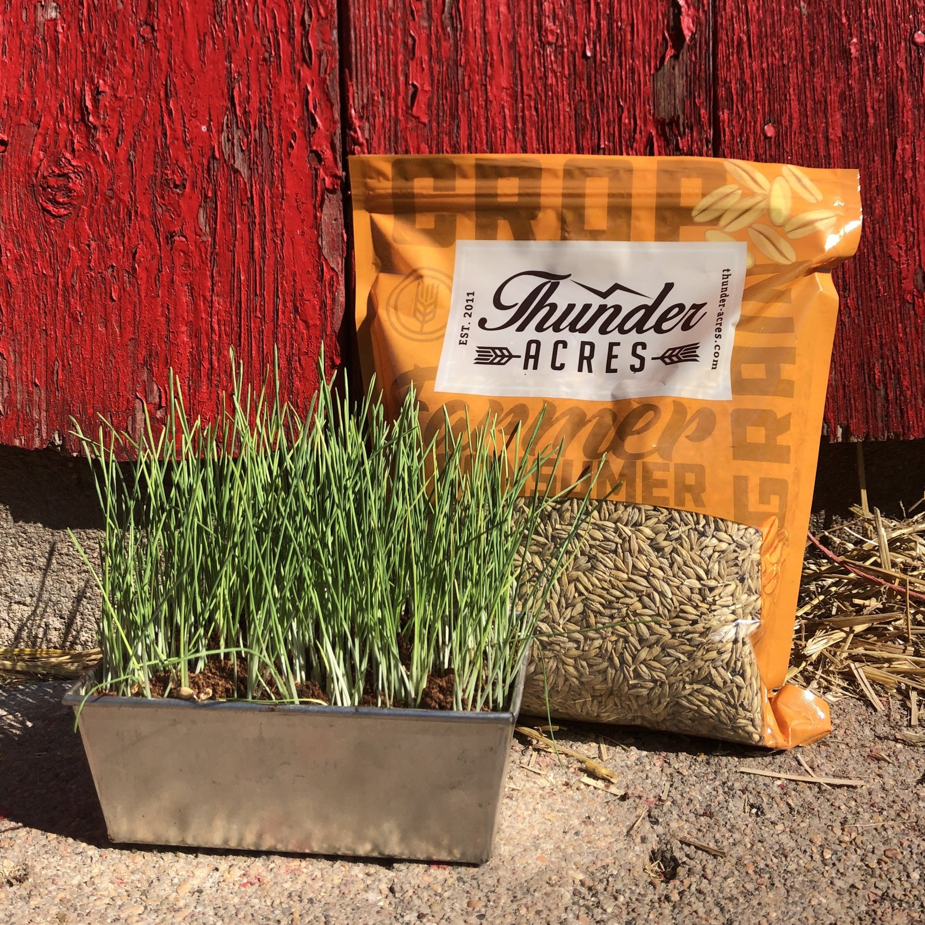 barley seed for planting Thunder Acres Barley Seed - Certified Organic