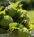 picked hedge apples