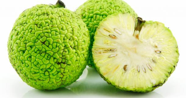 Hedge Apples/Osage Oranges - AVAILABE NOW! – Thunder Acres
