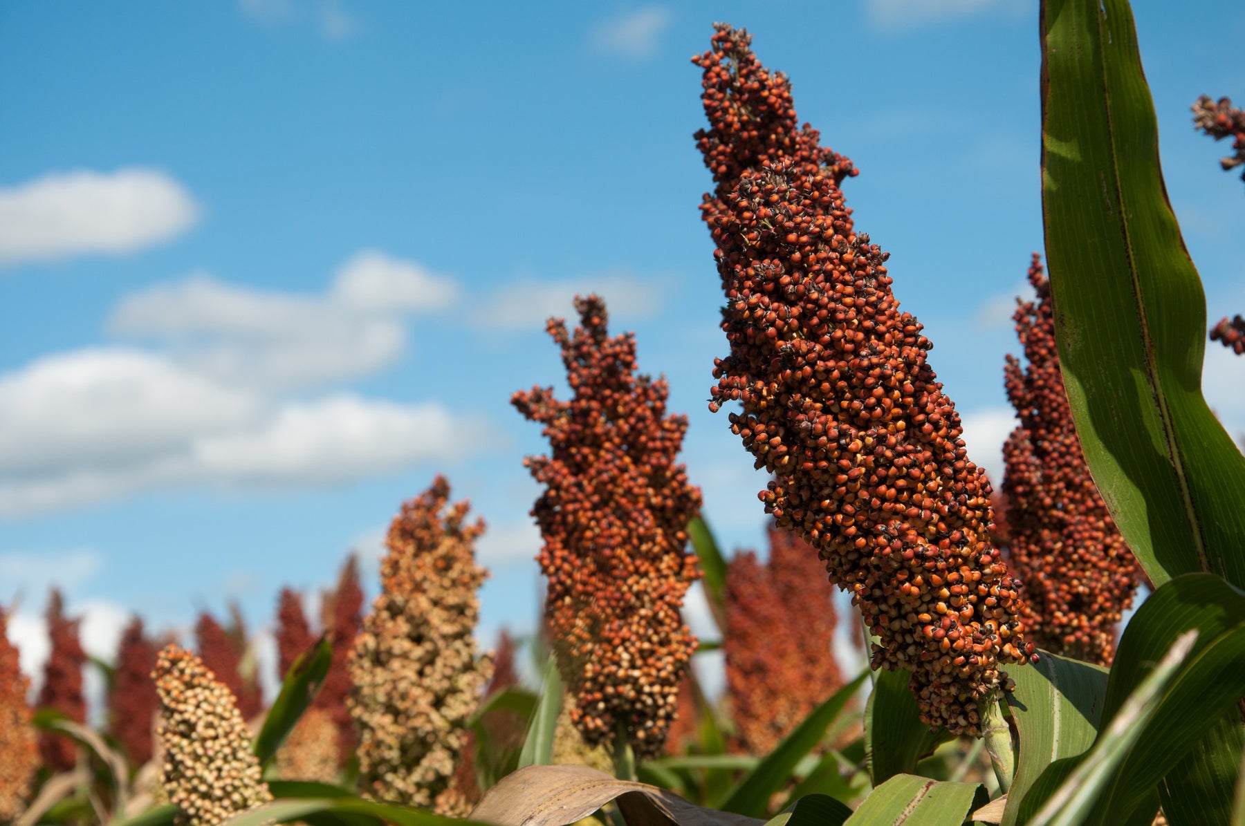 Grain Sorghum, Milo, Bird Seed – Thunder Acres