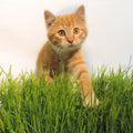 cat grass