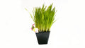 cat grass and cat toy