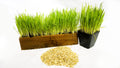 cat grass mixture