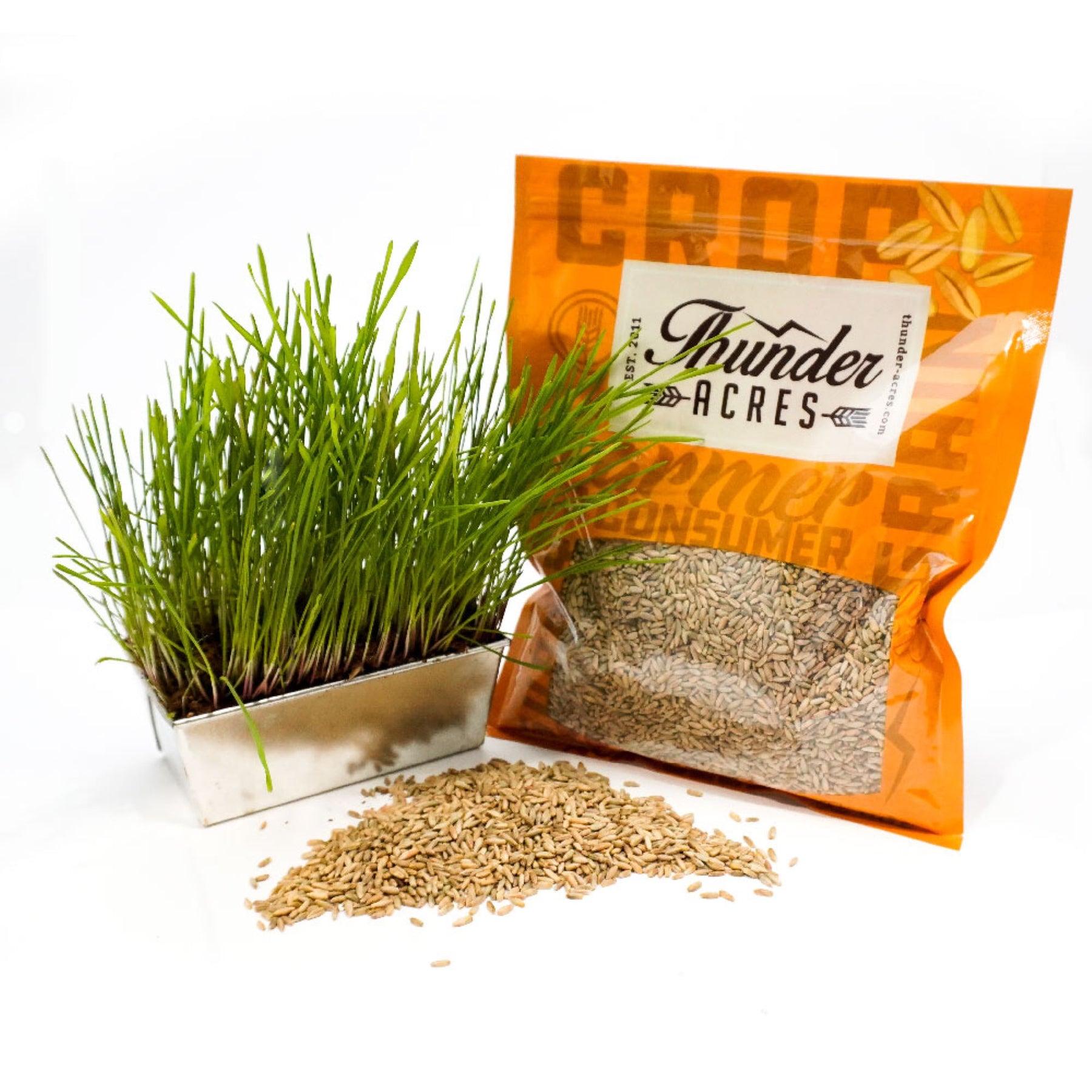 Organic Winter Rye Seeds, Non-GMO – Thunder Acres