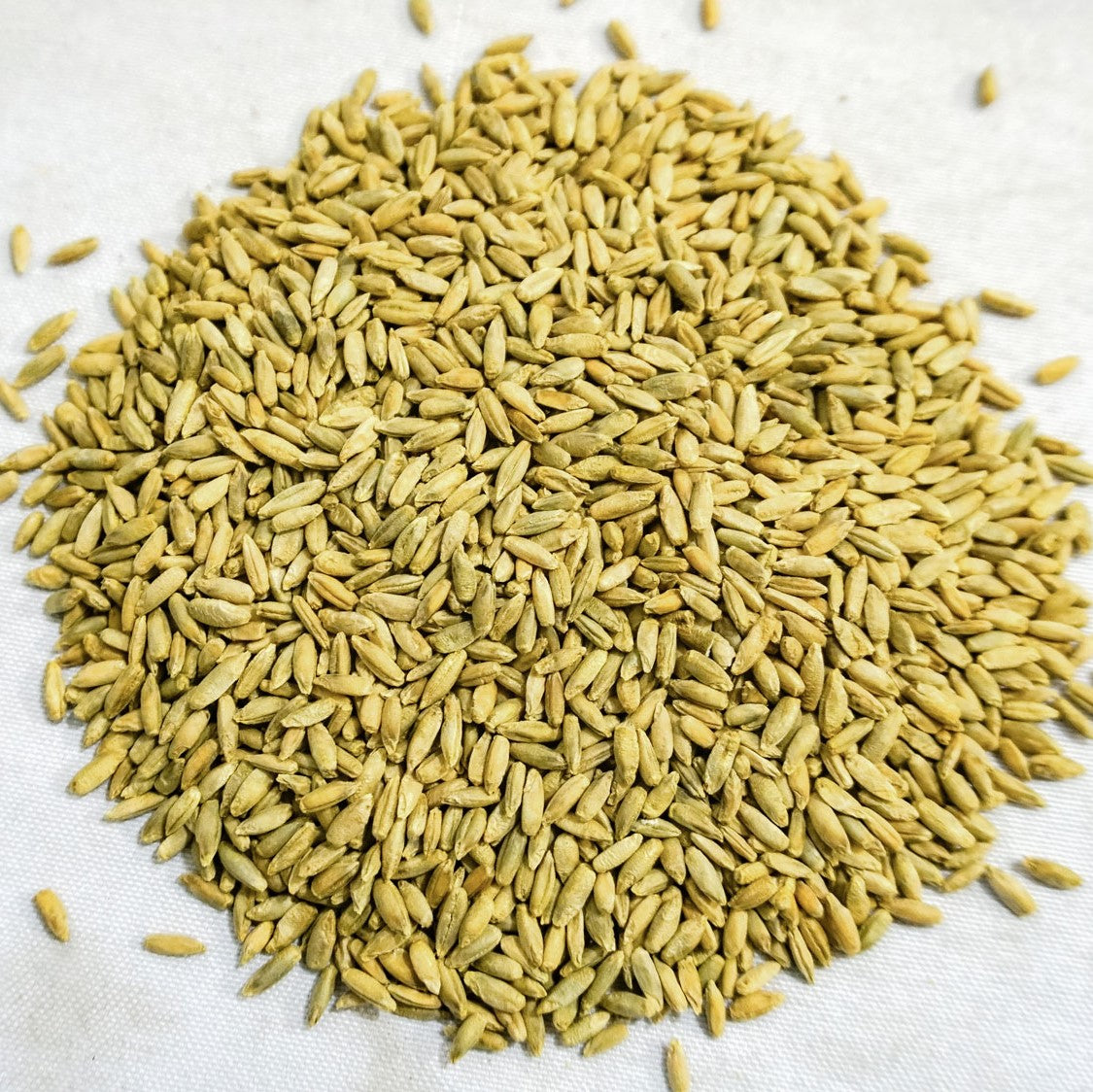 rosen rye seeds for sale Organic Winter Rye Seeds, Non-GMO 1 lb