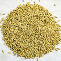 4 Seed Sample Pack - Wheat, Oat, Rye, Barley