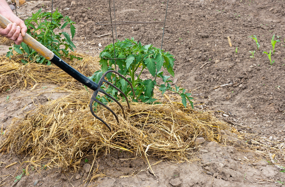 Straw bales an intriguing option for Kansas home gardeners