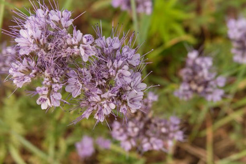 Thunder Acres Phacelia - Non-GMO