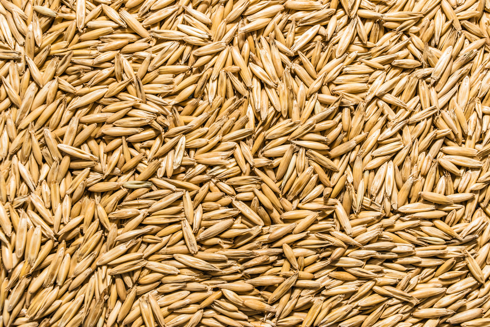 oats plant seed Oat Seed, USDA Certified Organic 10 lbs