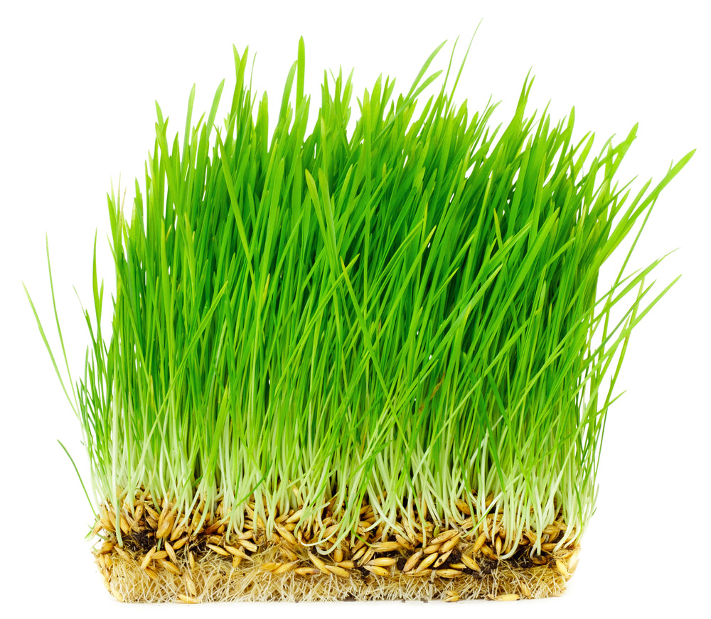 oats seeds for planting Oat Seed, USDA Certified Organic 10 lbs