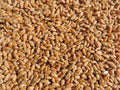 4 Seed Sample Pack - Wheat, Oat, Rye, Barley